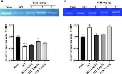 Polydatin attenuated neuropathic pain and motor dysfunction following spinal cord injury in rats by employing its anti-inflammatory and antioxidant effects